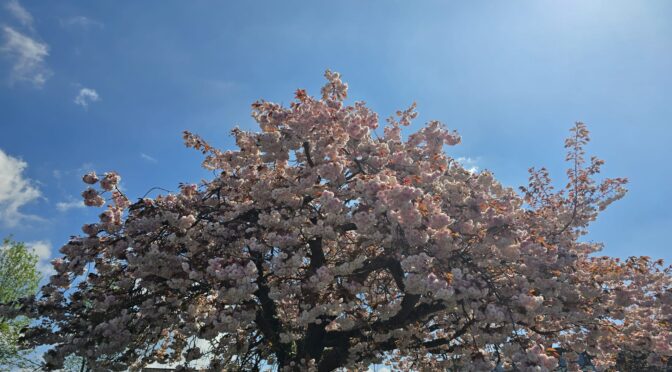 Rosa blühender Kirschbaum aus dem Bereich der Einfahrt zum Ev. Altenheim Wahlscheid